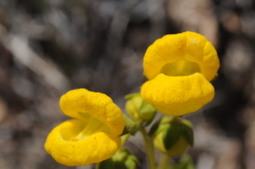 Calceolaria volckmannii (Calceolaria volckmannii)