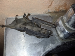 Molossinae