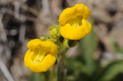 Calceolaria volckmannii
