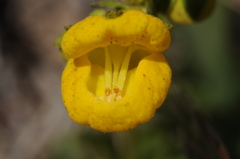 Calceolaria cavanillesii