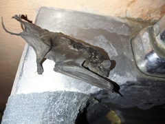 Molossinae
