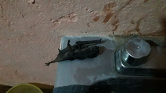 Molossinae