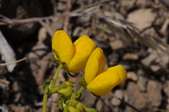 Calceolaria cavanillesii
