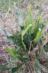 Niphidium albopunctatissimum