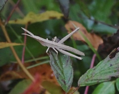Achurum carinatum