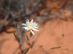 Podolepis capillaris