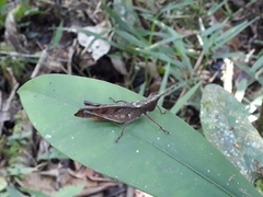 Phaeoparia aequatorialis