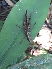 Phaeoparia aequatorialis