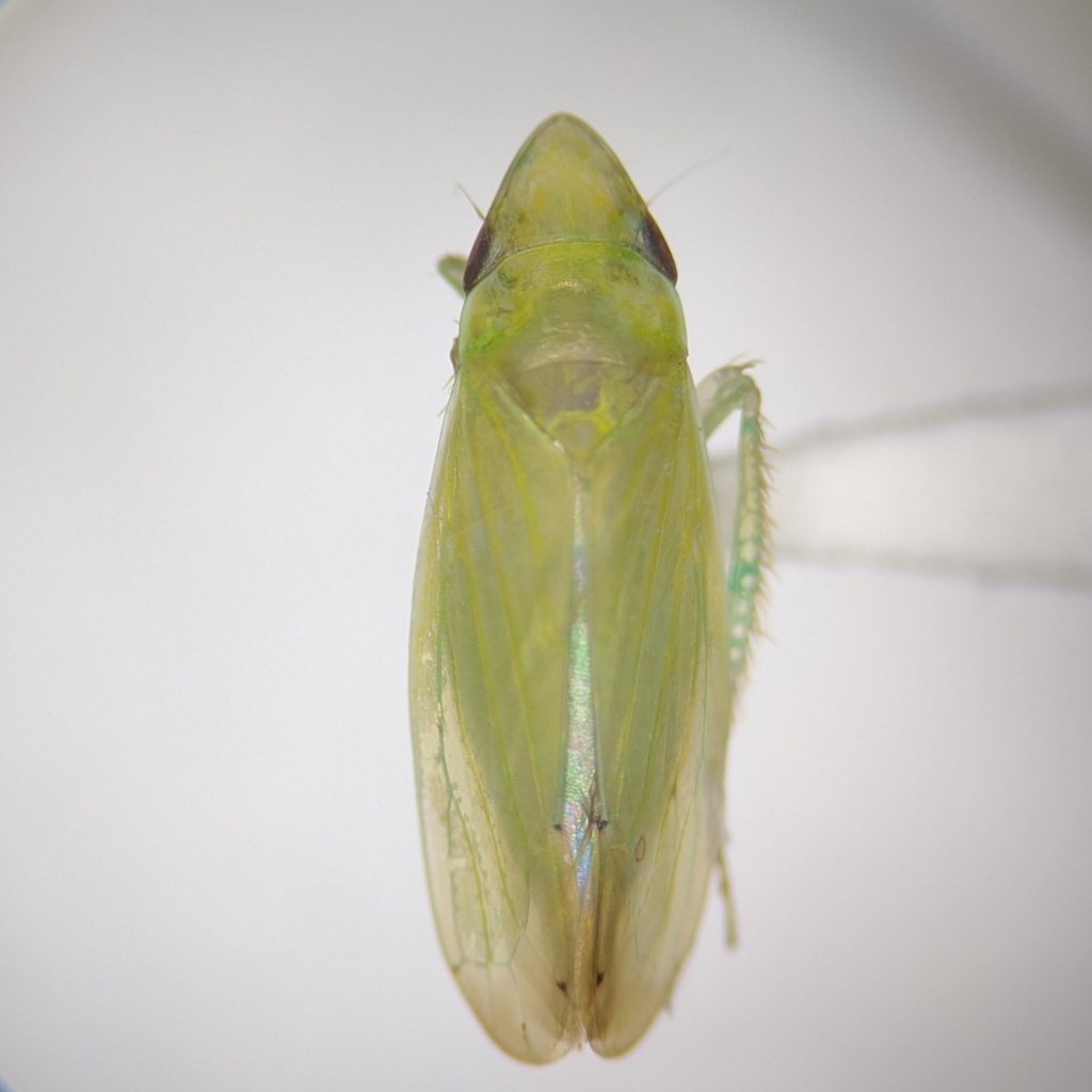 Memnonia attenuata