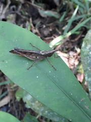 Phaeoparia aequatorialis