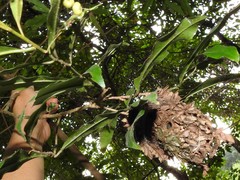 Calligaster himalayensis