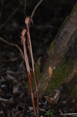 Arachnitis uniflora