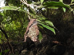 Calligaster himalayensis