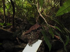 Calligaster himalayensis