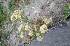 Pseudognaphalium elegans