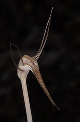 Arachnitis uniflora