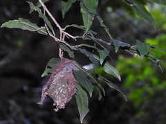 Calligaster himalayensis