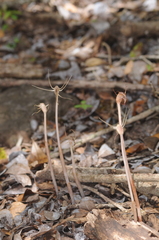 Arachnitis uniflora