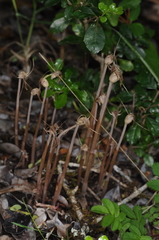 Arachnitis uniflora