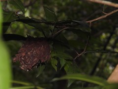 Calligaster himalayensis