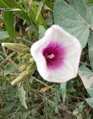 Ipomoea aquatica