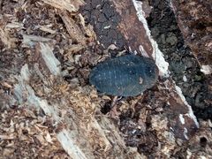 Blaberinae