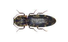 Lacon maculatus