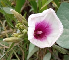 Ipomoea aquatica