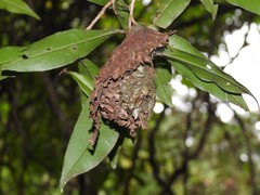 Calligaster himalayensis