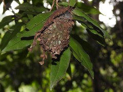 Calligaster himalayensis