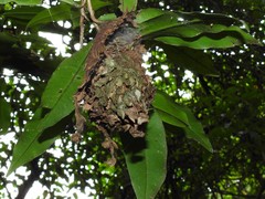 Calligaster himalayensis