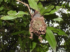 Calligaster himalayensis