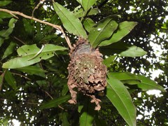 Calligaster himalayensis