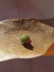 Zopheroteras