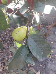 Psidium guajava