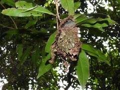 Calligaster himalayensis