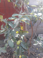 Psidium guajava