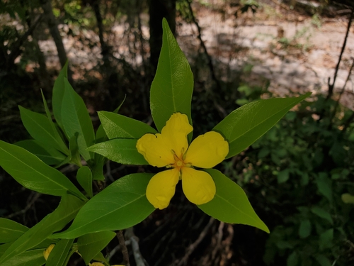 Arboa integrifolia image