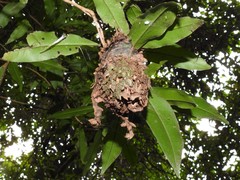 Calligaster himalayensis