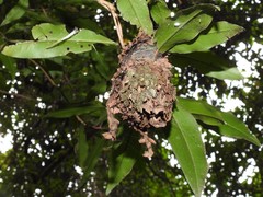 Calligaster himalayensis