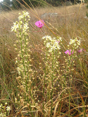 Toxicoscordion fontanum