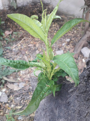 Prunus persica