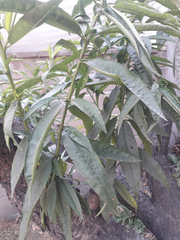 Prunus persica