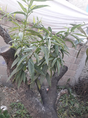Prunus persica
