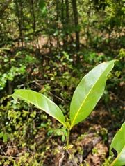 Pyrostria