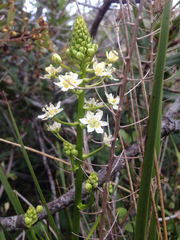 Toxicoscordion fontanum