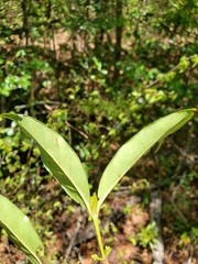 Pyrostria