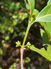 Pyrostria