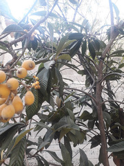 Eriobotrya japonica