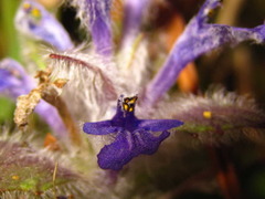 Ajuga multiflora